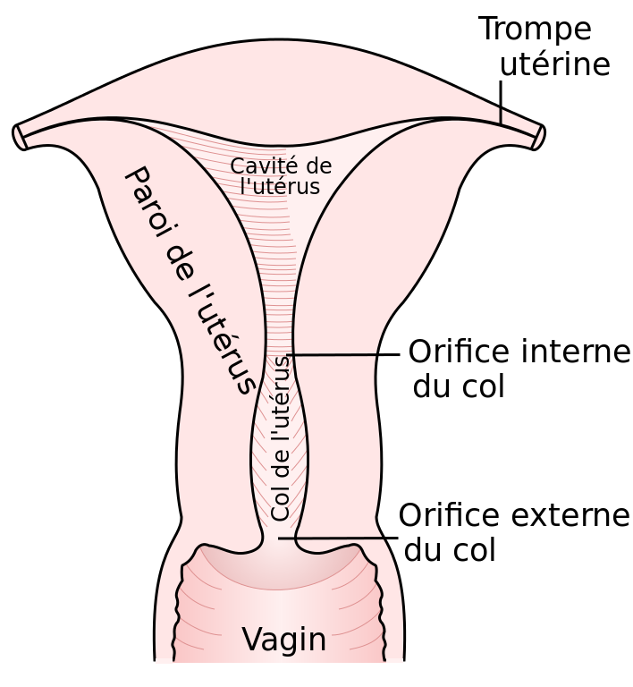 douche vaginale